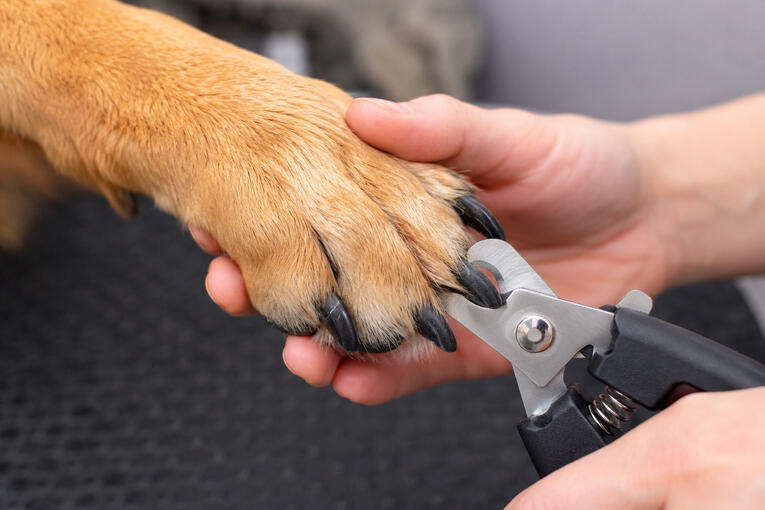 Stress-Free Pawdicures