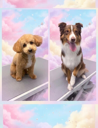 Breed Specific Styling