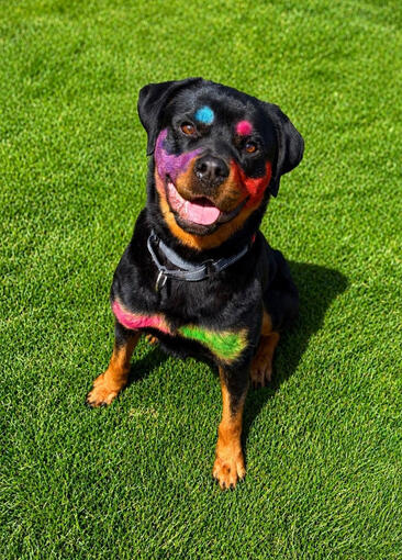 Pet-Safe Pet Dye