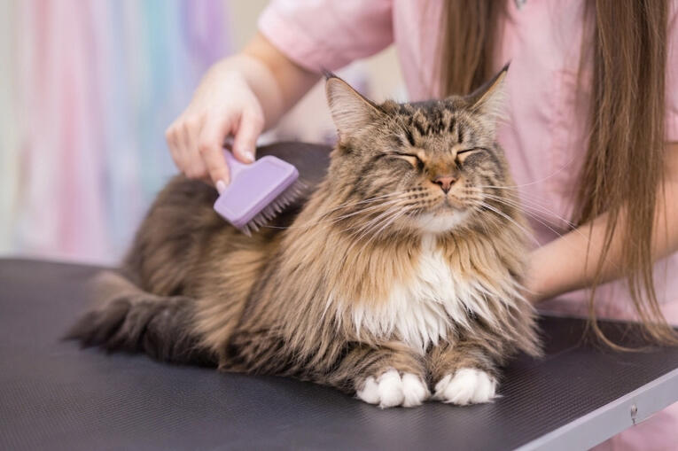 Patient & Gentle Cat Grooming